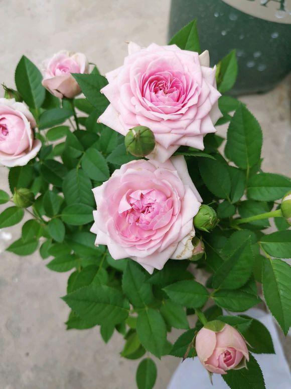 How to keep my roses alive