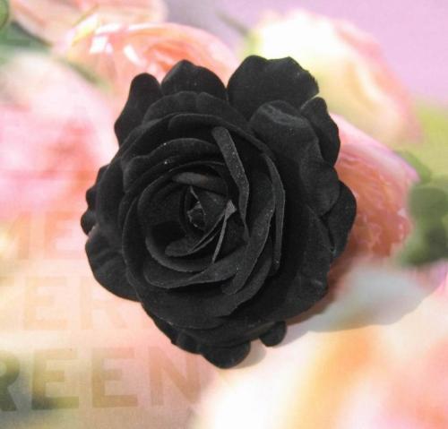 Where do black roses grow
