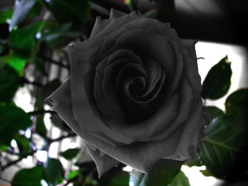 Where do black roses grow
