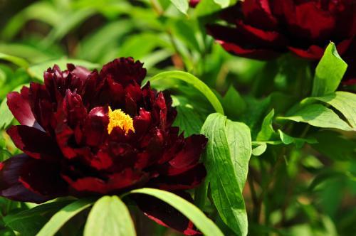 Where do black roses grow