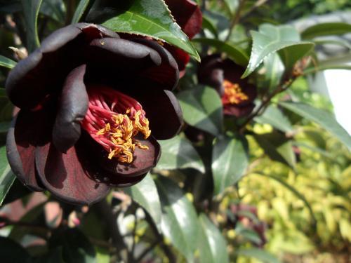 Where do black roses grow