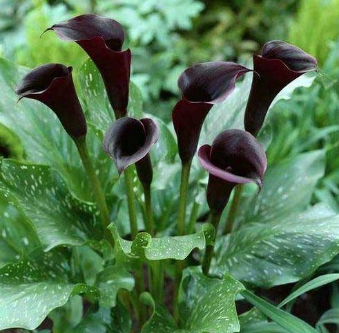 Where do black roses grow