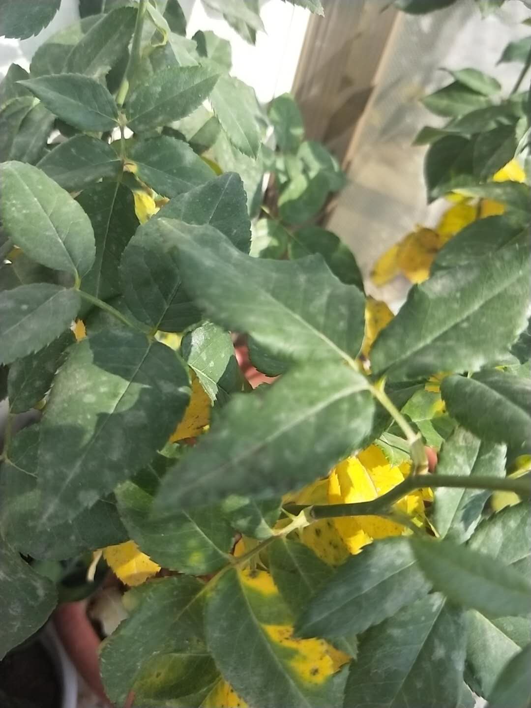 How to revive dead roses