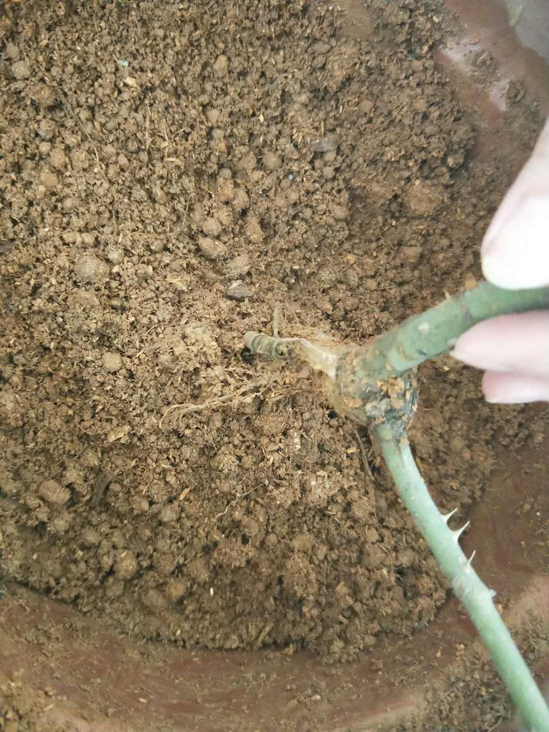 How to revive dead roses