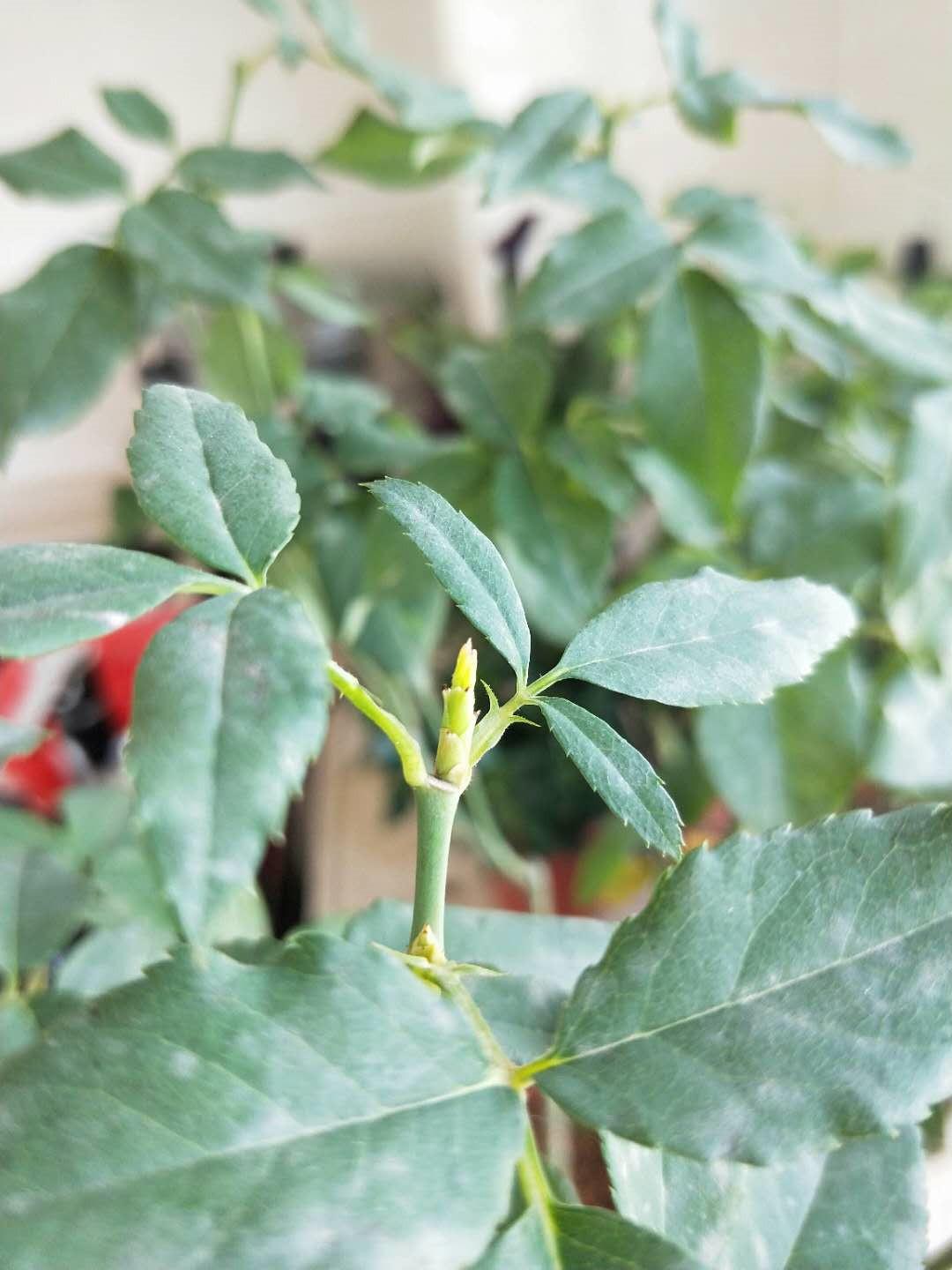 How to revive dead roses