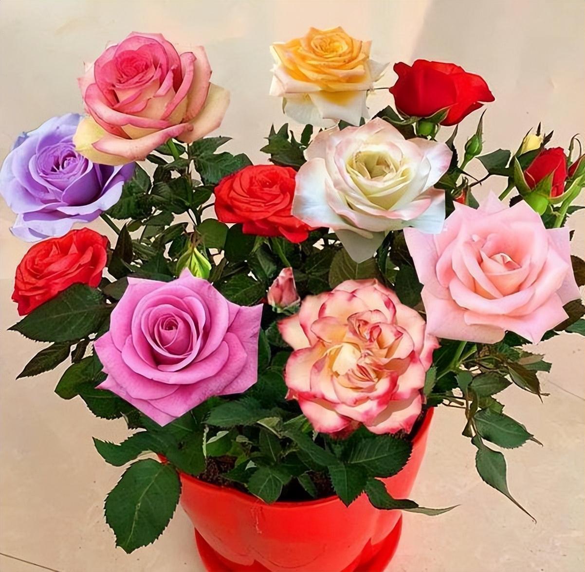 Can you grow roses in pots