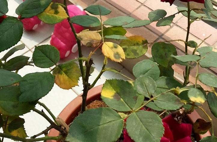 Why are the leaves on my roses turning yellow