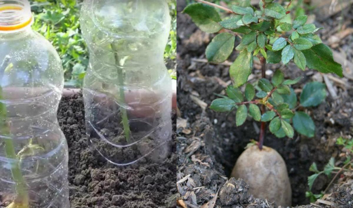 How to grow roses from potatoes