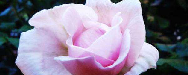 Why are the leaves on my roses turning yellow