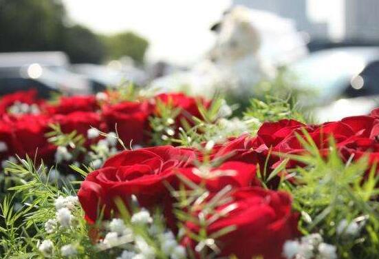 What is the best time to fertilize roses
