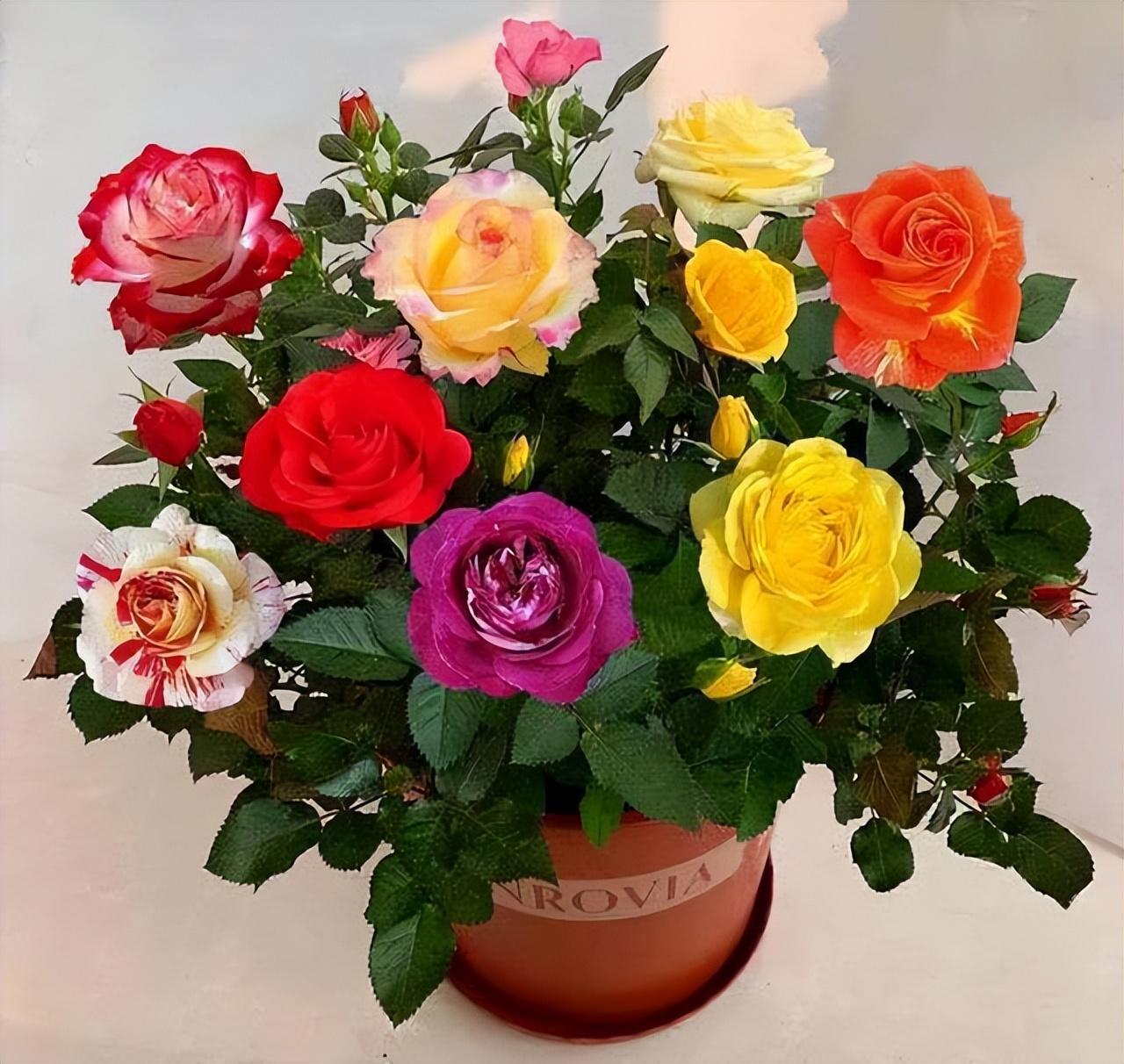 Can you grow roses in pots
