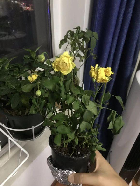 How to keep my roses alive