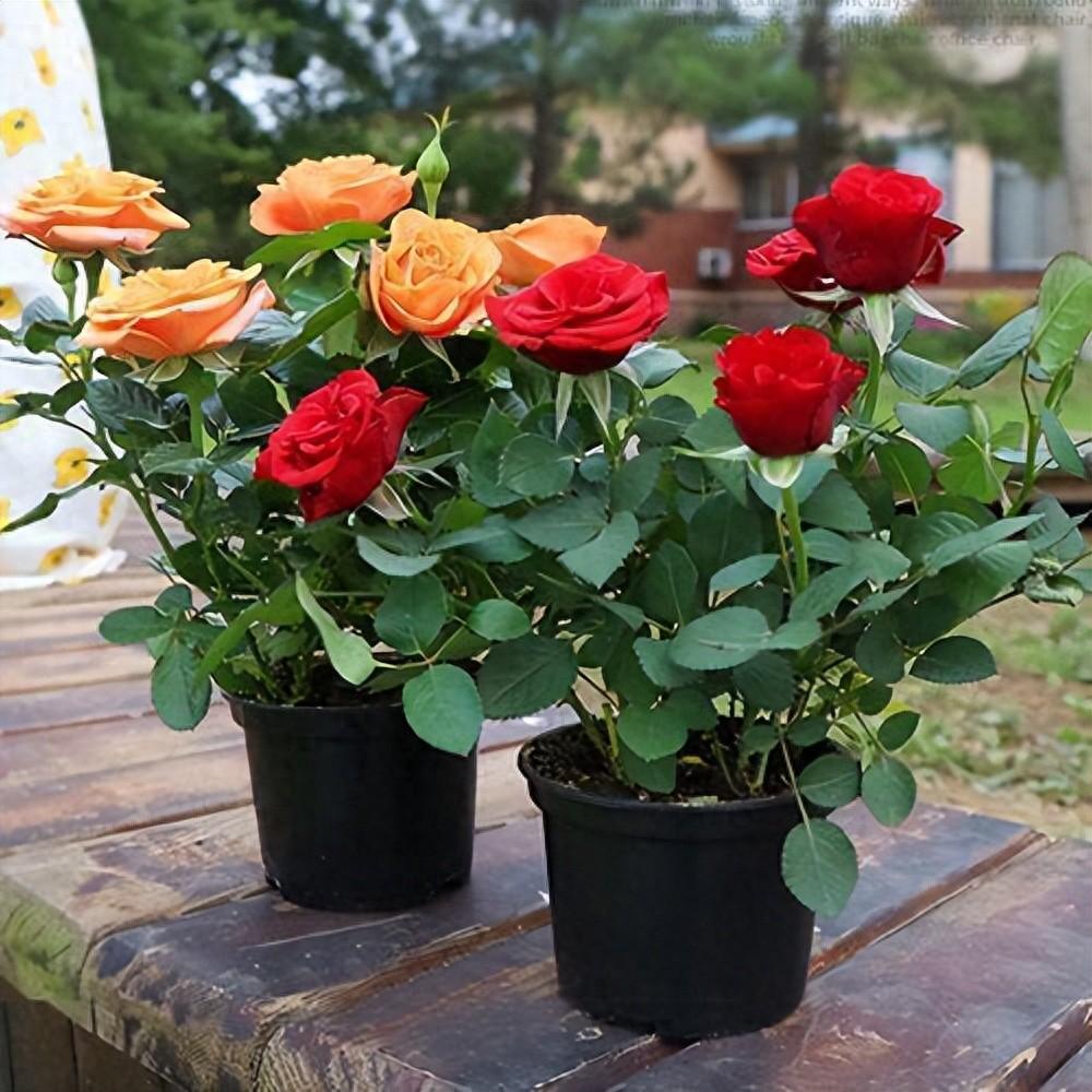 How to keep roses blooming all summer