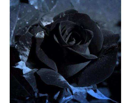 Where do black roses grow