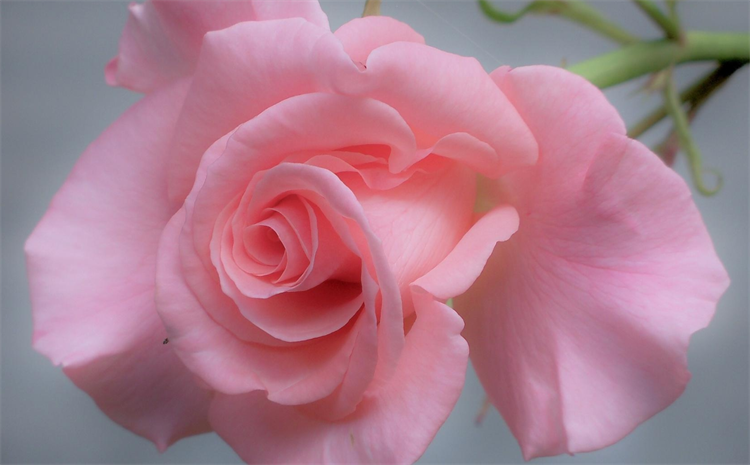 What do pink roses mean in a relationship