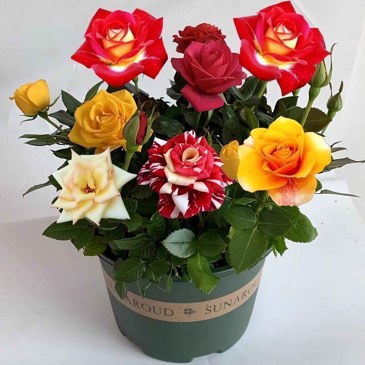 Can you grow roses in pots