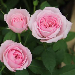 Why are the leaves on my roses turning yellow