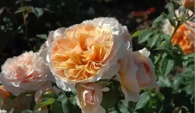 How many colors of roses are there