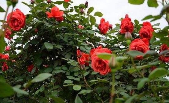 What fertilizer is good for roses