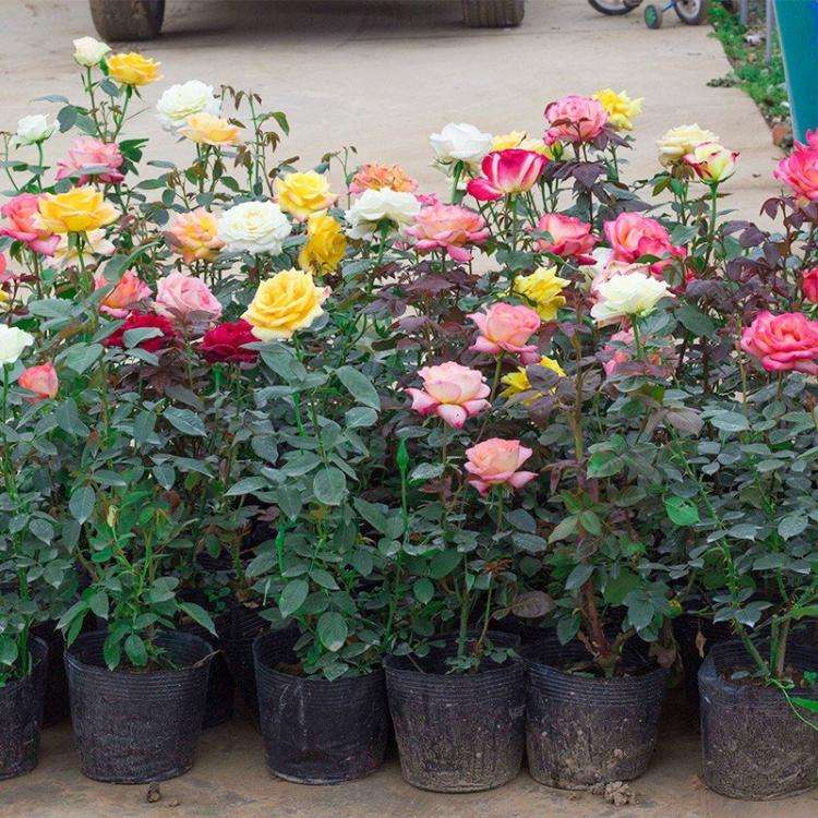 What is the best time to fertilize roses