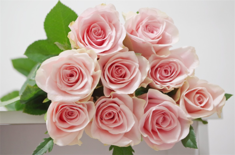 How to keep roses blooming all summer
