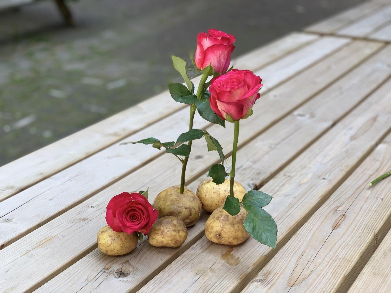 How to grow roses from potatoes