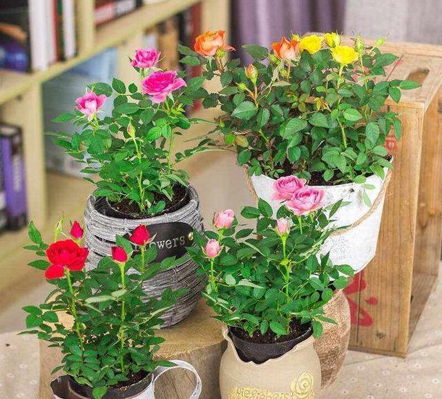 Can mini roses be planted outside