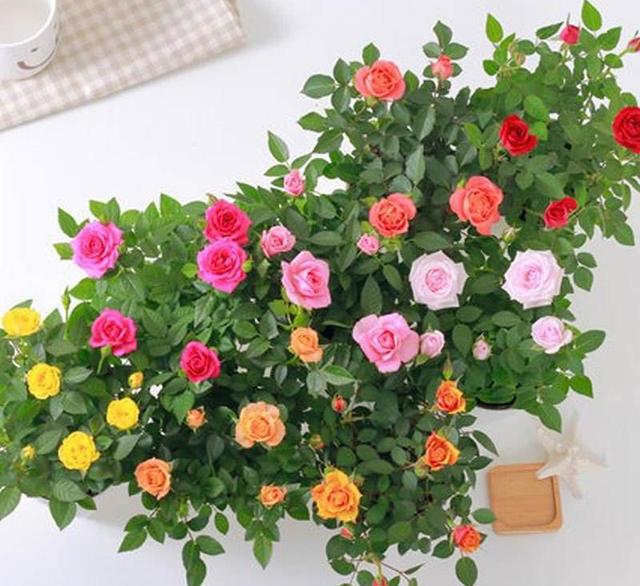 Can mini roses be planted outside