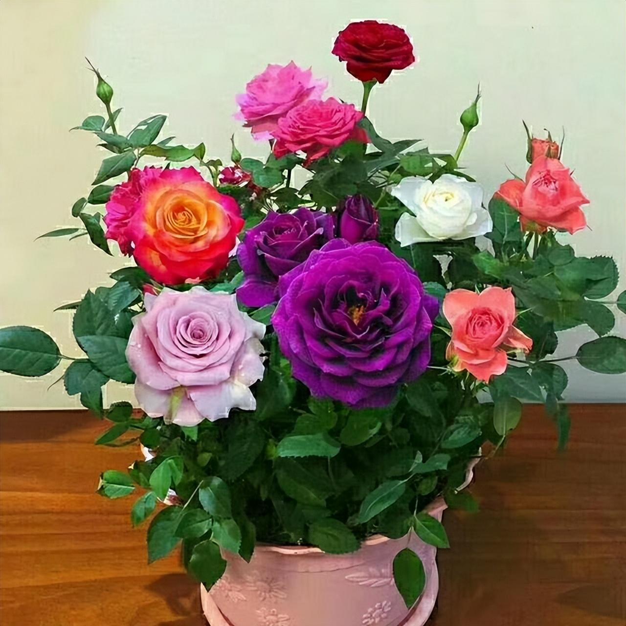 Can you grow roses in pots