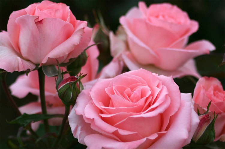 What do pink roses mean in a relationship