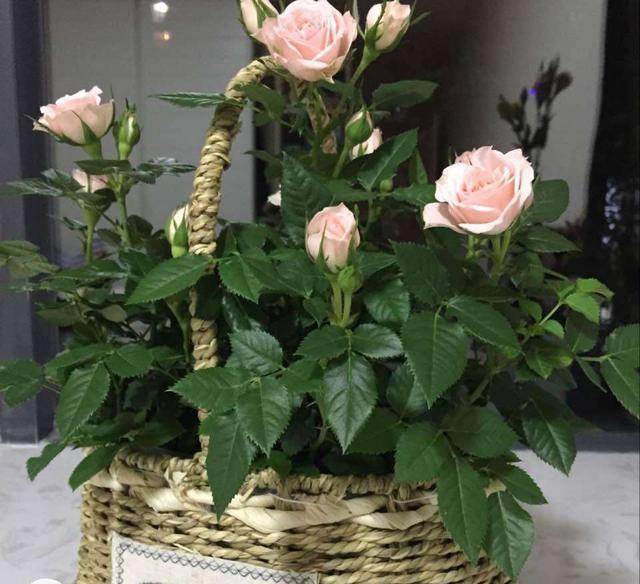 Can mini roses be planted outside