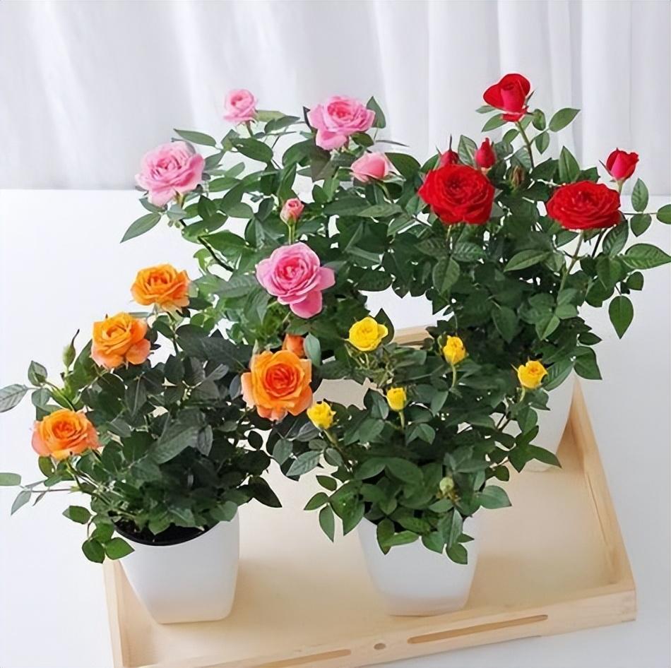 How to keep roses blooming all summer