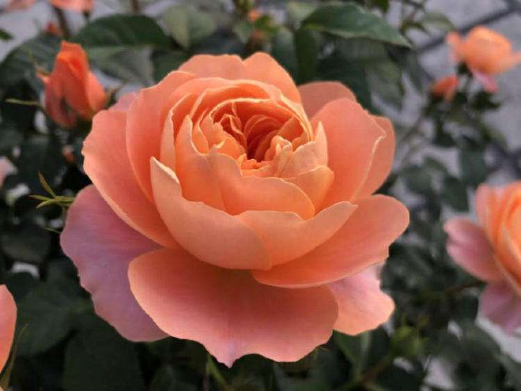 Can mini roses be planted outside