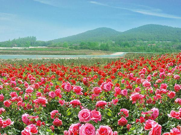 What causes yellow leaves on roses