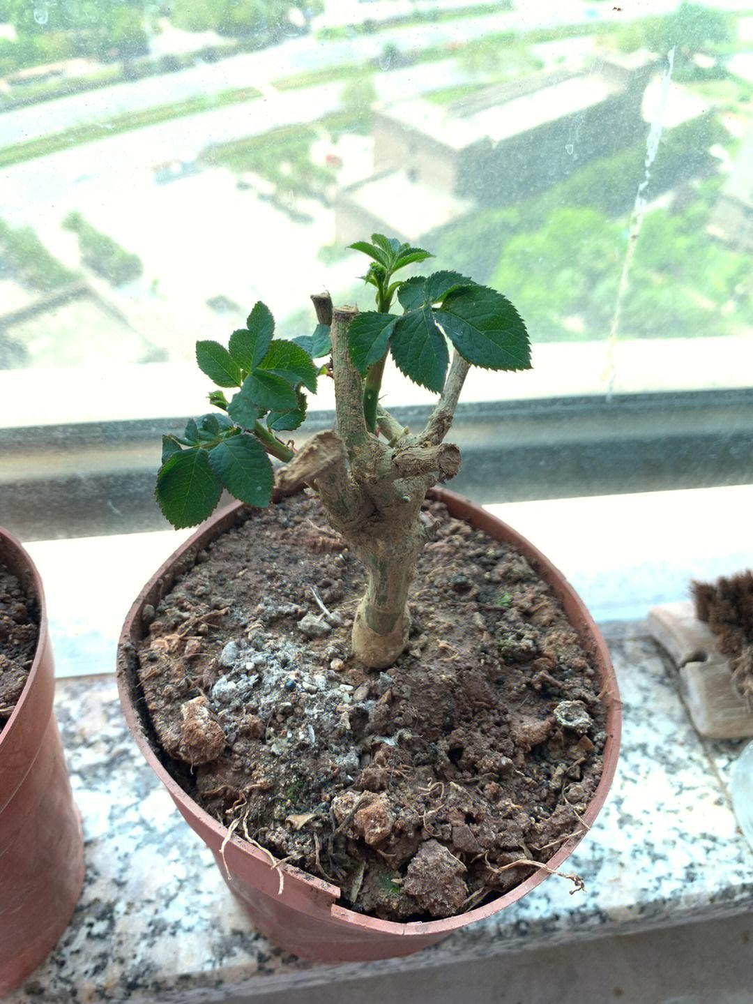 Will roses grow in a pot