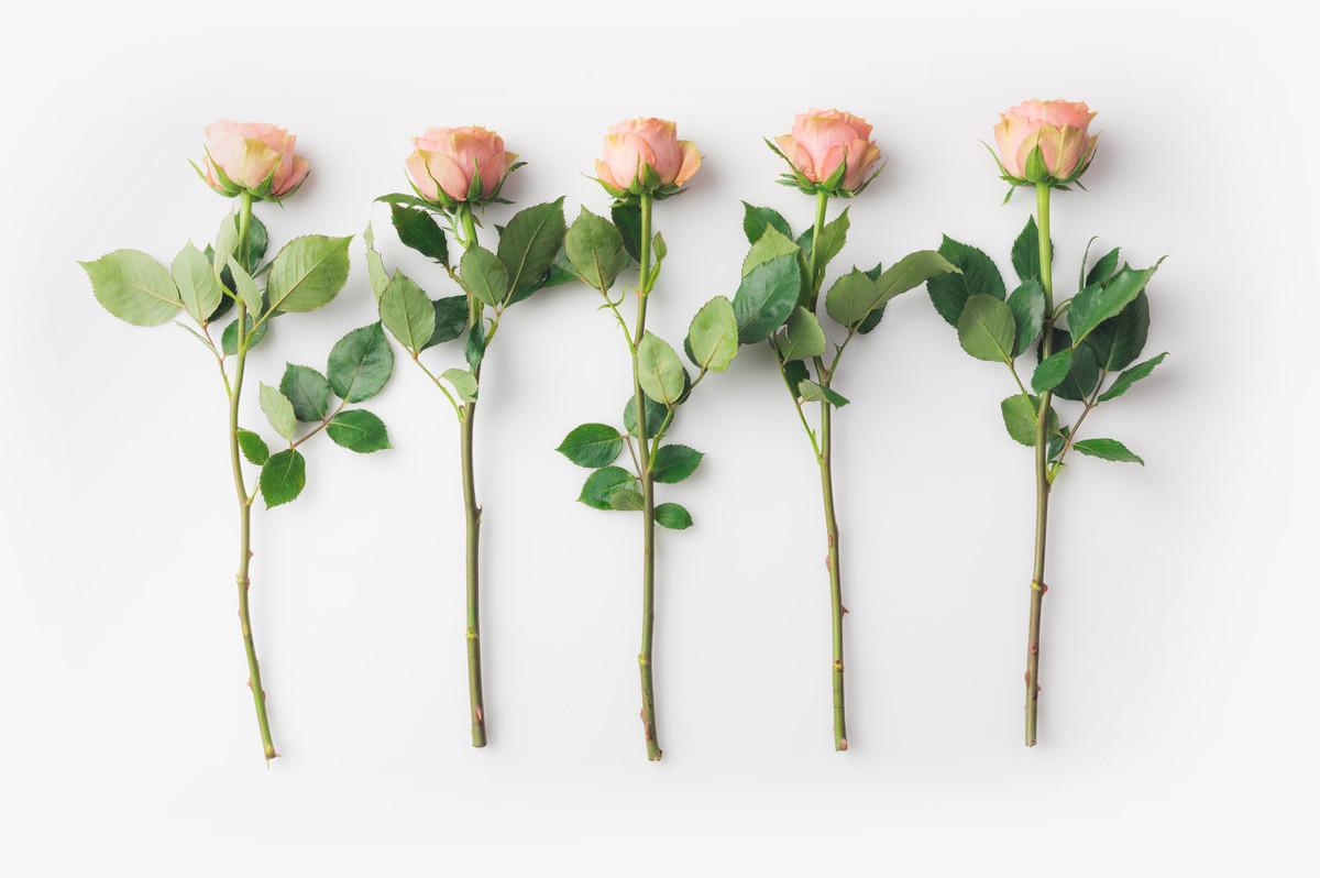 What to put in roses water to last longer