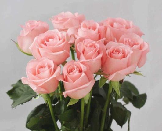 What do overwatered roses look like