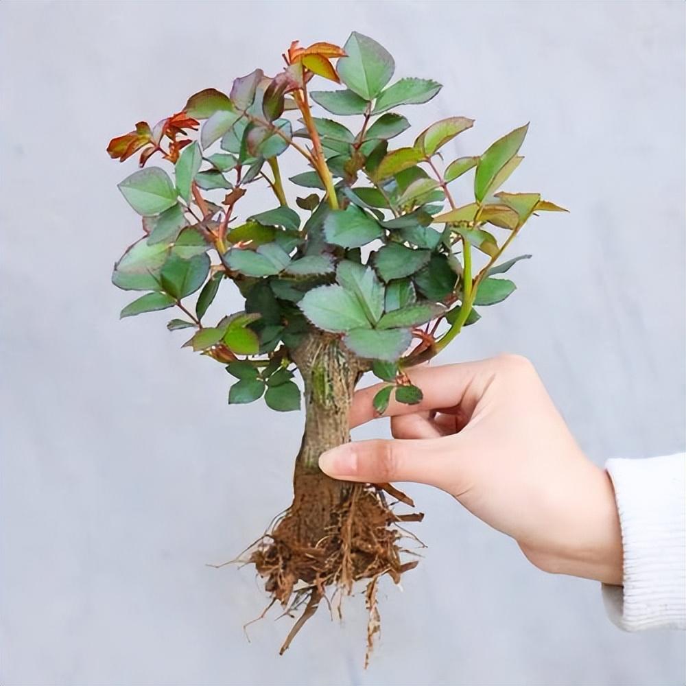 Will roses grow in a pot