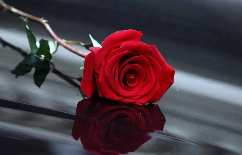 Why are roses red