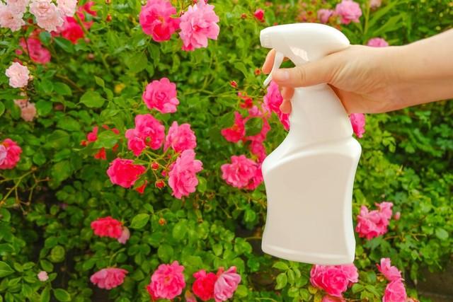 How to make roses flower