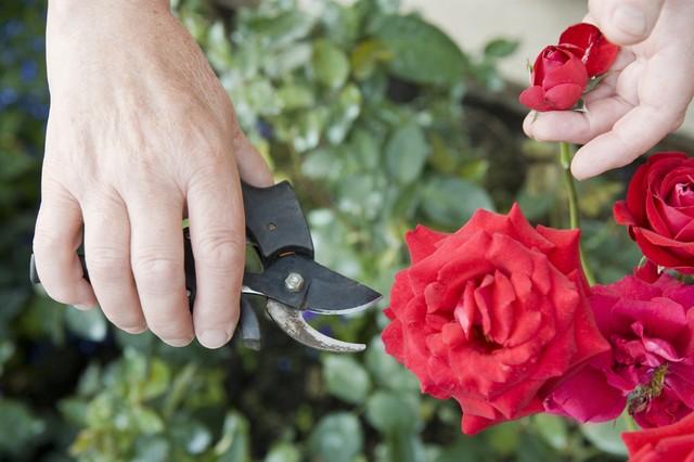 How to make roses flower