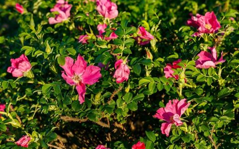 How to make roses grow bigger